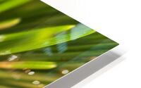 Growth  HD Metal print