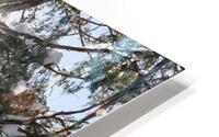 Peeking through the Trees HD Metal print