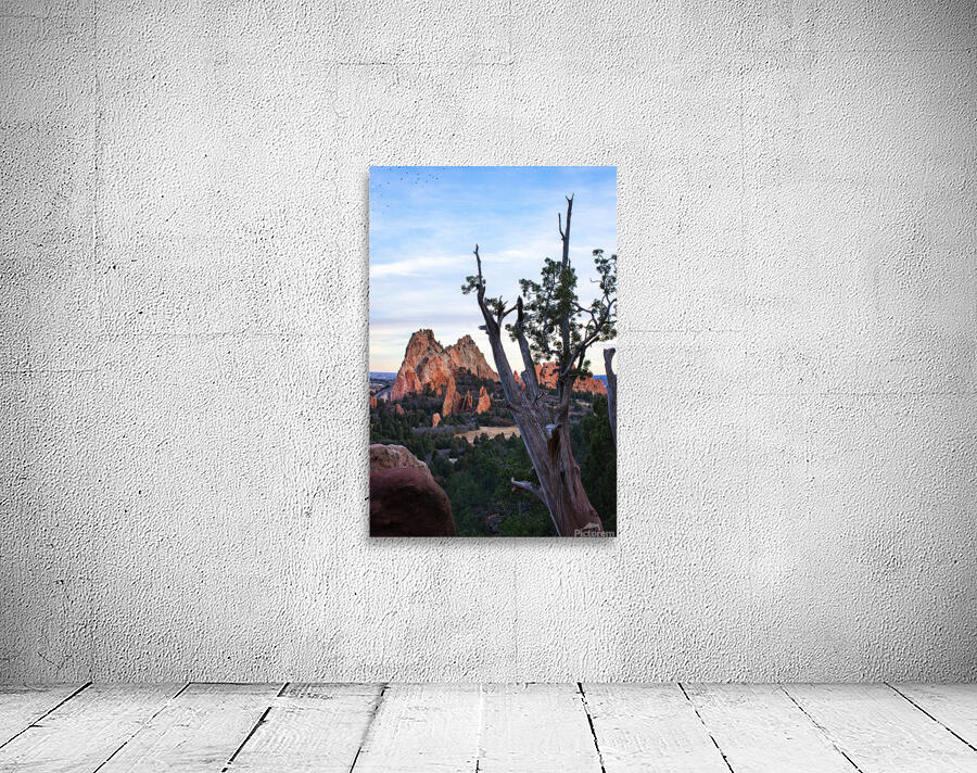 Twisted Juniper Wall Preview