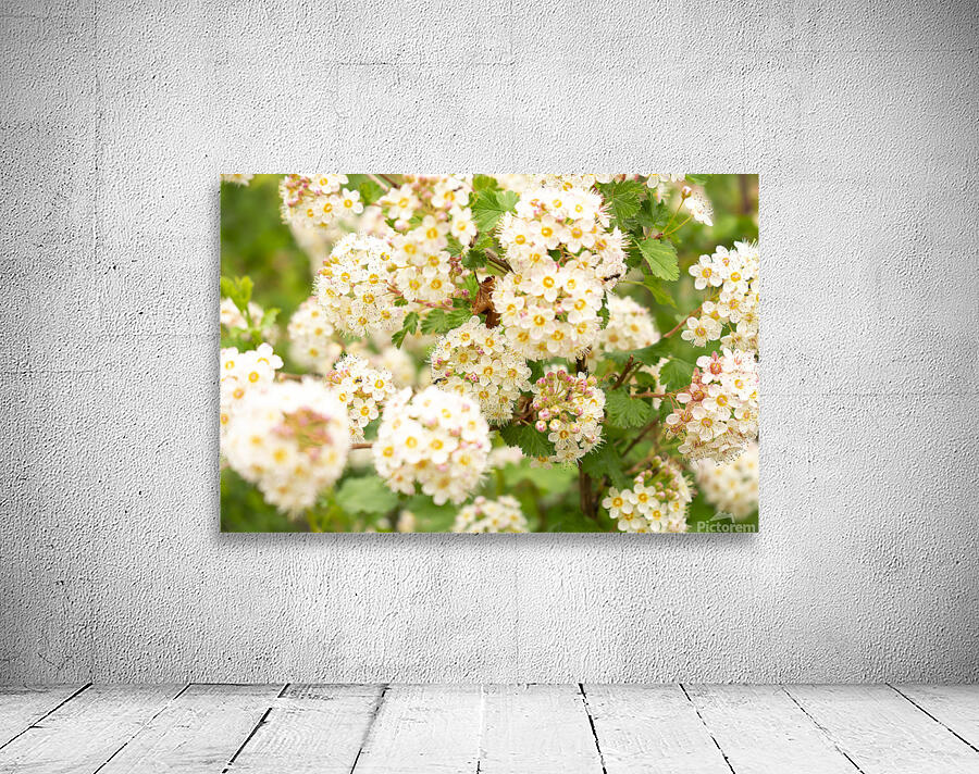 Flowers Wall Preview