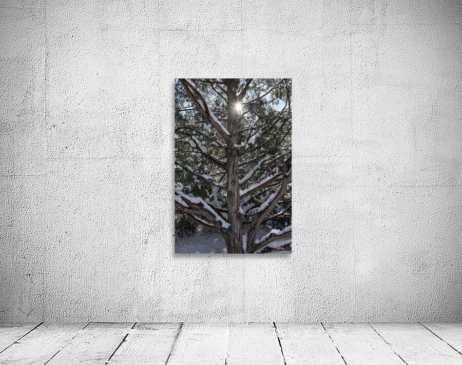 Peeking through the Trees Wall Preview