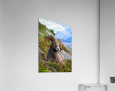 Strike the Pose Acrylic Print