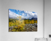 Assiniboine  Larches  Acrylic Print