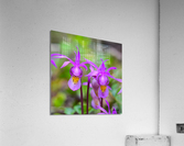 Oh My Calypso  Acrylic Print