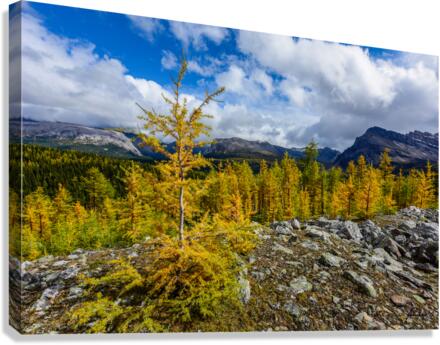 Assiniboine  Larches  Canvas Print