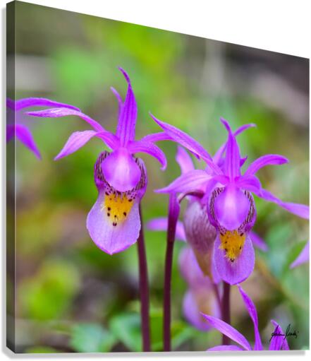 Oh My Calypso  Canvas Print