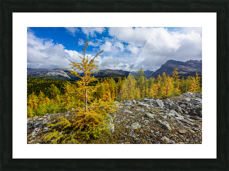 Assiniboine  Larches  Picture Frame print