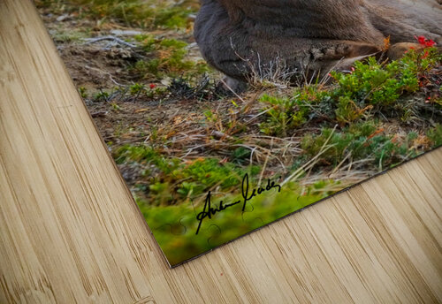 Strike the Pose Andrew Madej Photography puzzle