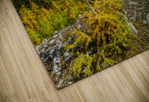 Assiniboine  Larches  Andrew Madej Photography puzzle