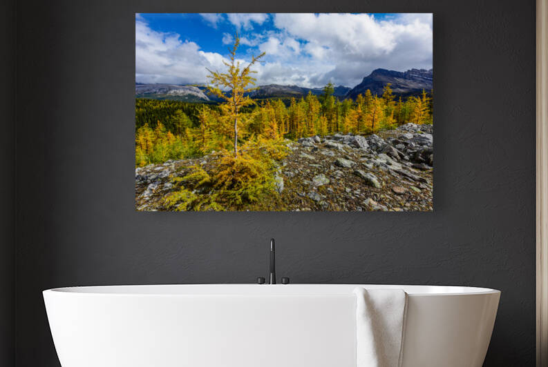 Assiniboine  Larches  by Andrew Madej Photography