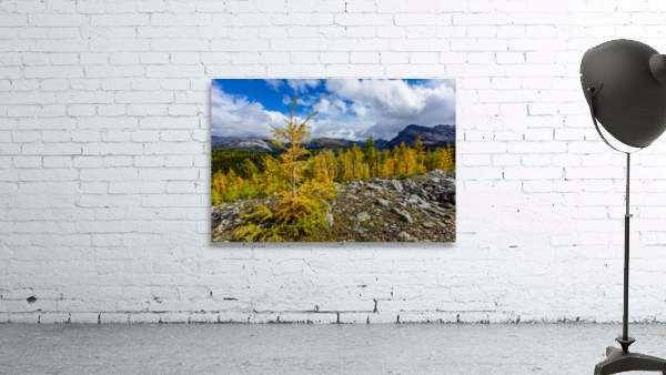 Assiniboine  Larches  Wall Preview