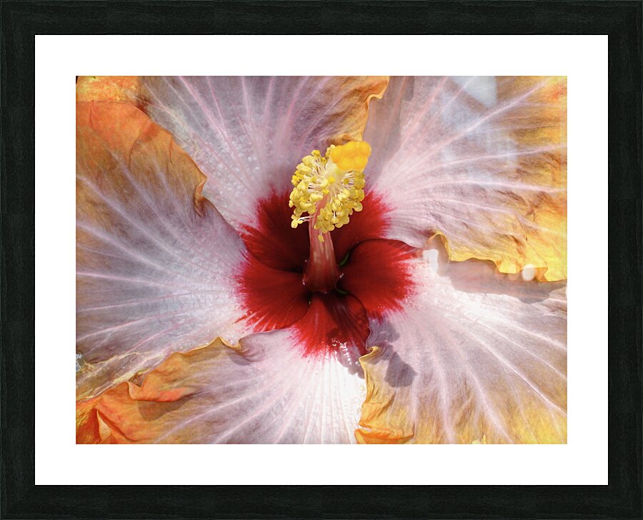 DSC00832 Picture Frame print