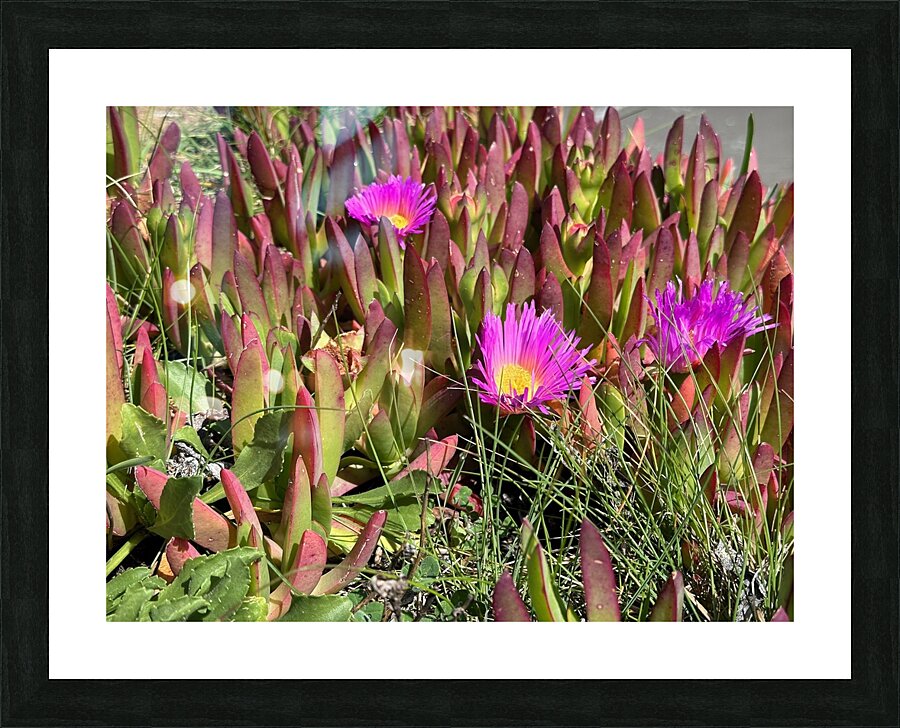 IMG 4550 Picture Frame print