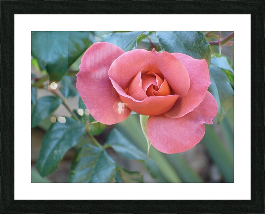 DSC00925 Picture Frame print