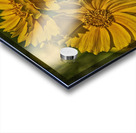 yellow Acrylic print