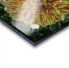 dahlia three Acrylic print