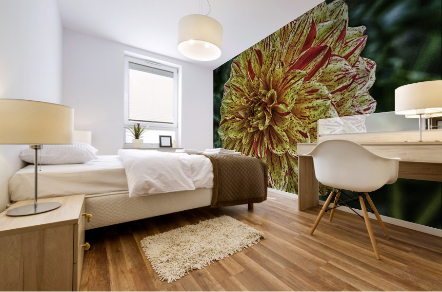 dahlia three Mural print