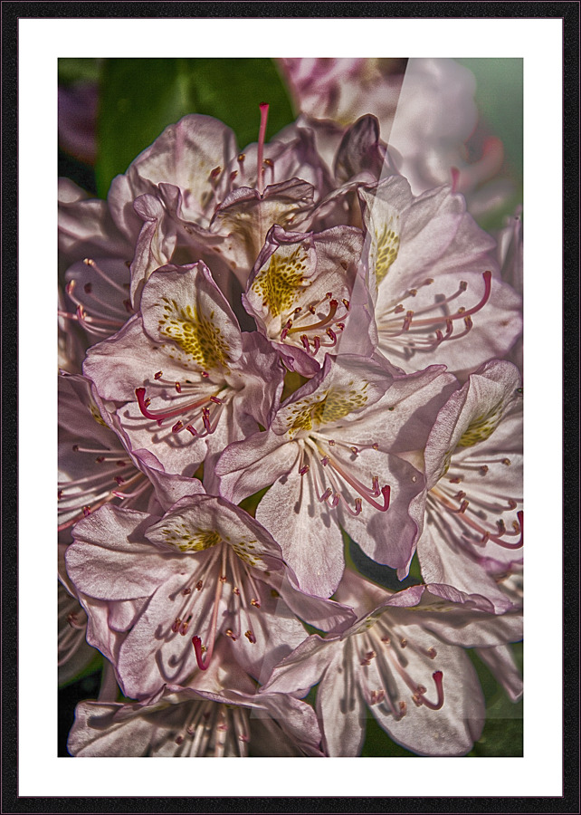 azalea Picture Frame print