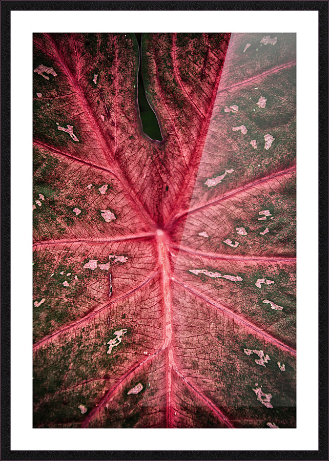 Red Leaf Picture Frame print