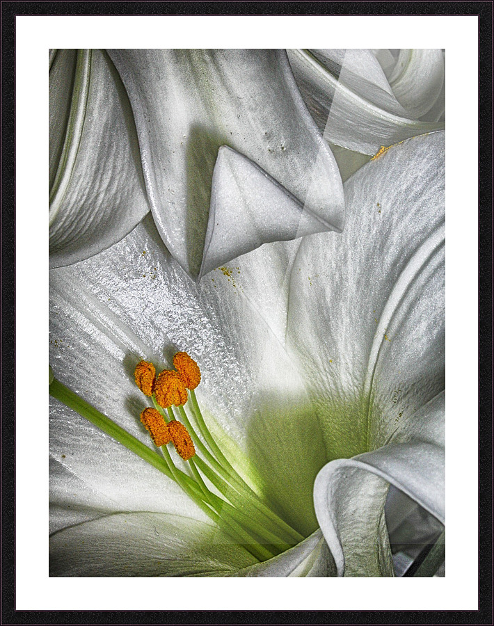 lily Picture Frame print