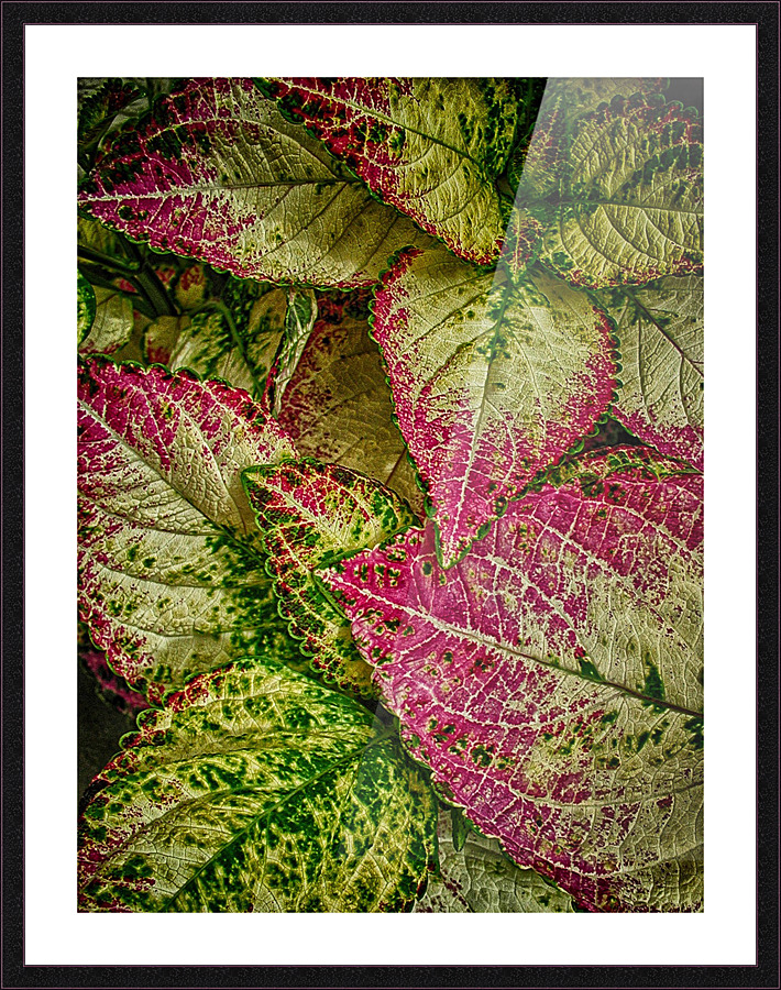 color leaves 2 Picture Frame print