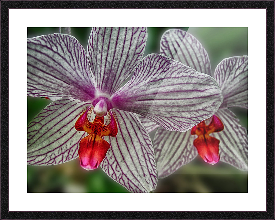 flower nine Picture Frame print