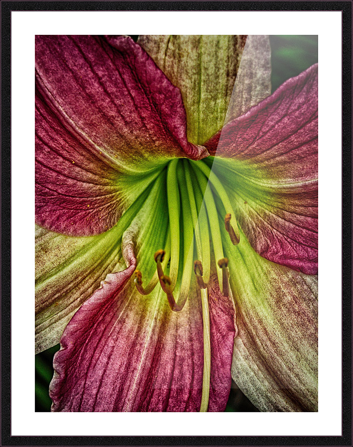 flower five Picture Frame print