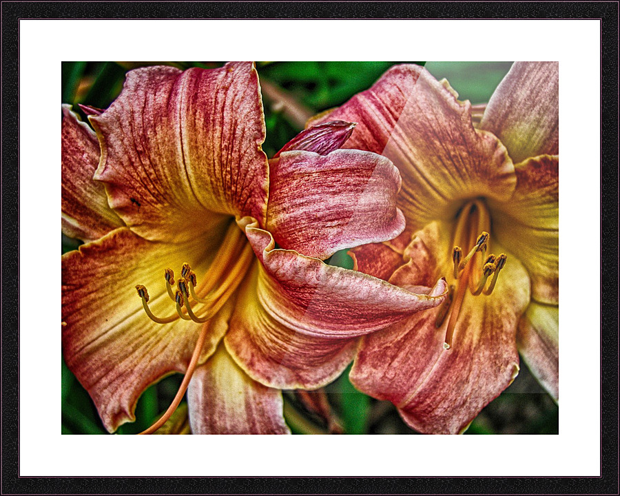 flower two Picture Frame print