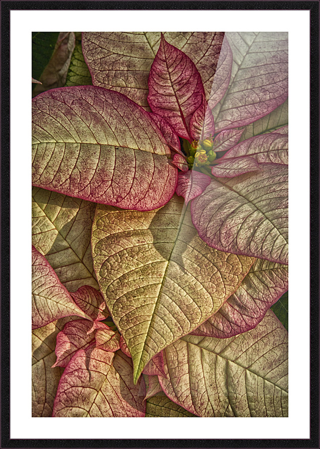 plant 3 Picture Frame print