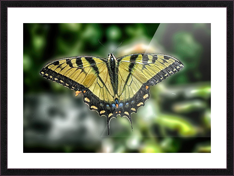 butterfly 3 Picture Frame print