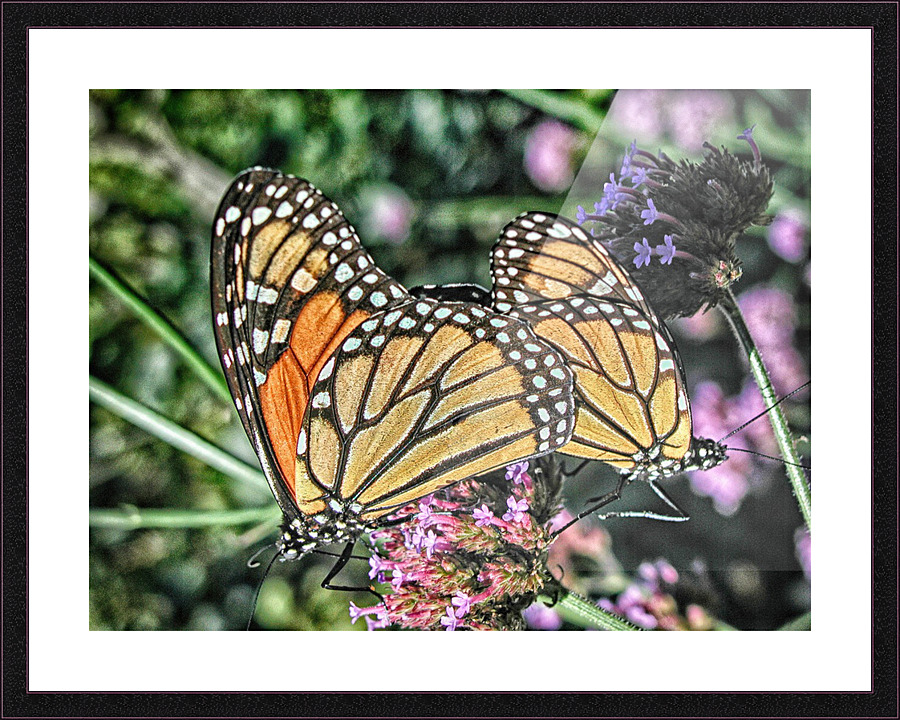 butterfly 4 Picture Frame print