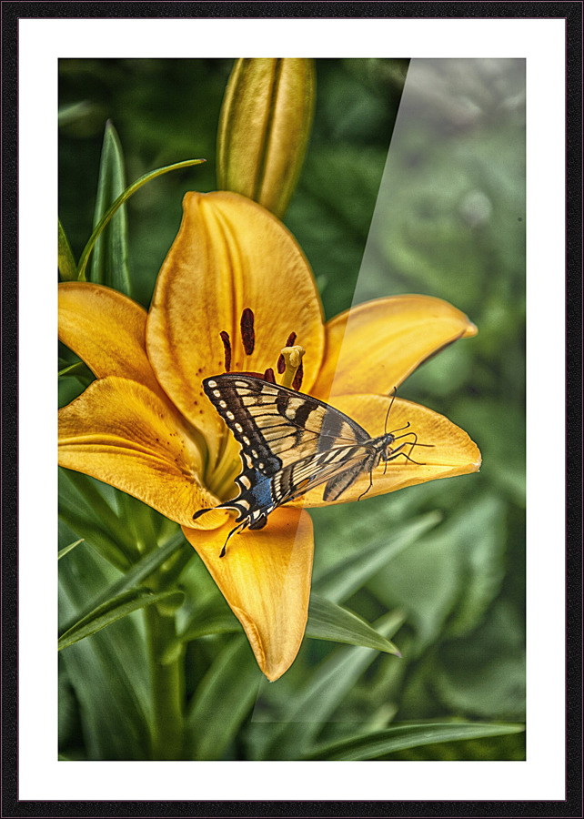butterfly 5 Picture Frame print