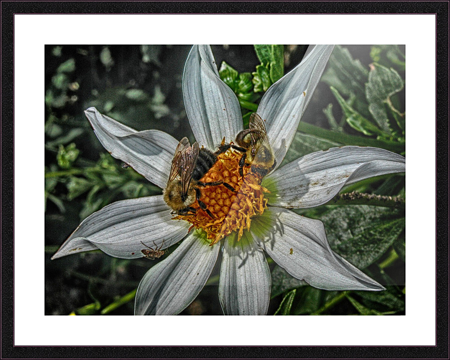 bees Picture Frame print