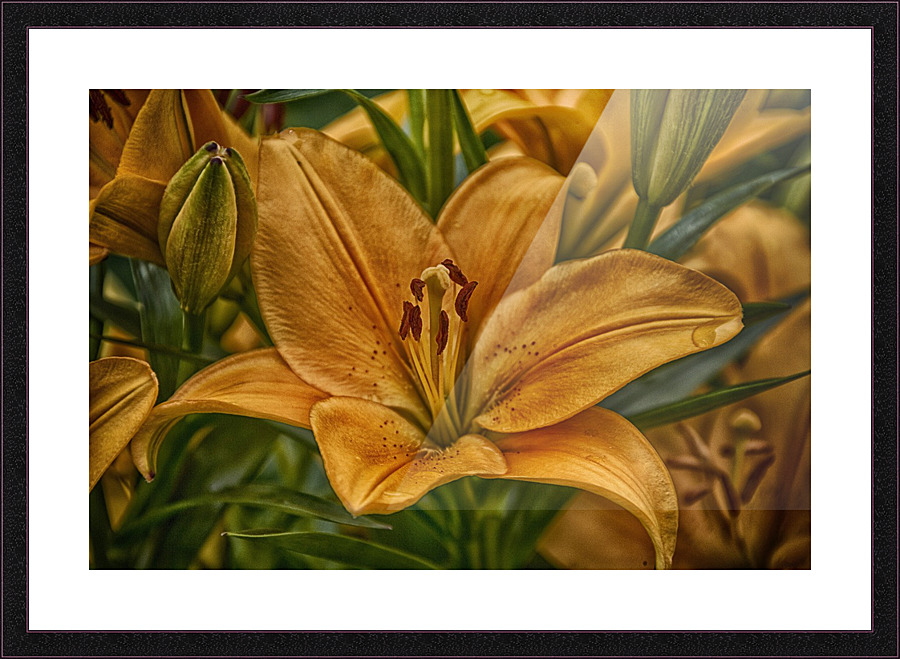 Lily 2 Picture Frame print