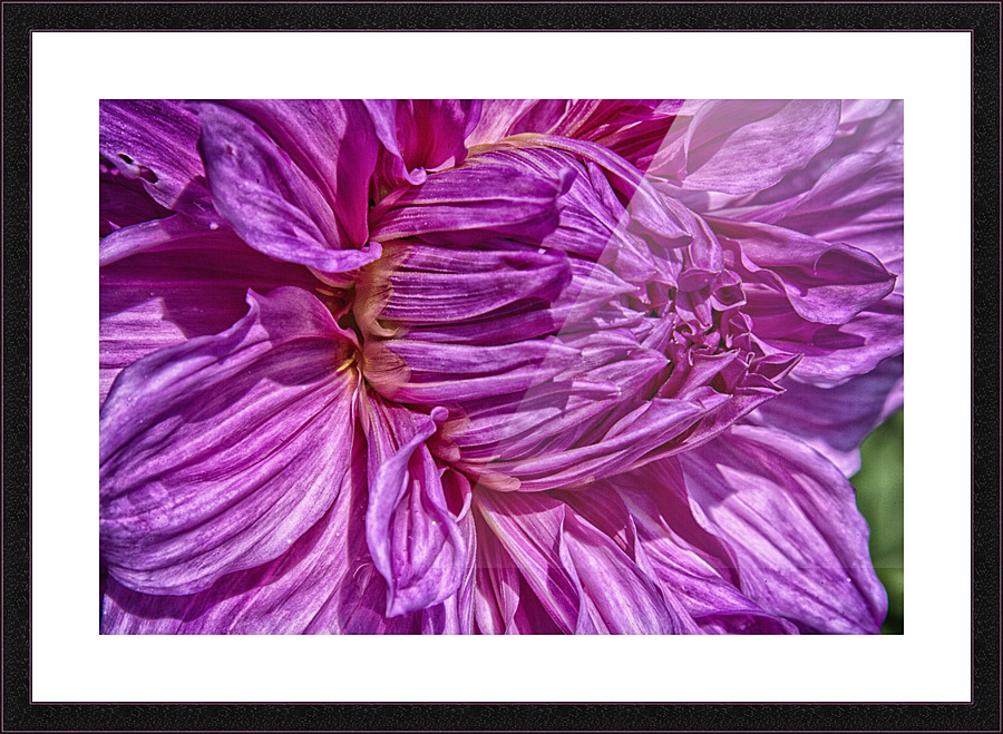 dahlia 3 Picture Frame print