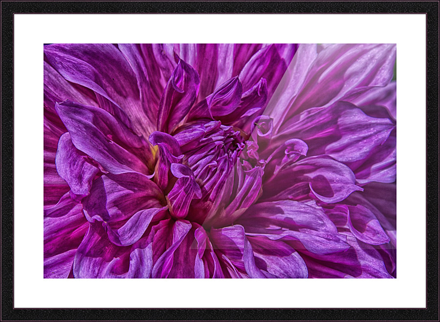 dahlia 4 Picture Frame print