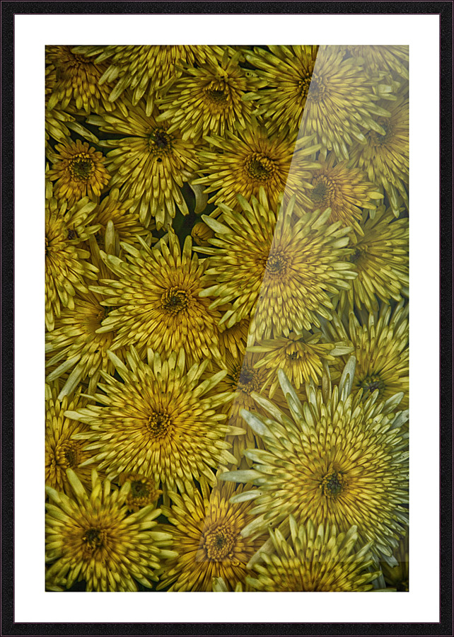 flower 18 Picture Frame print