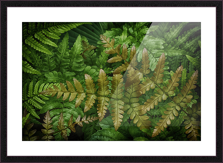 fern Picture Frame print