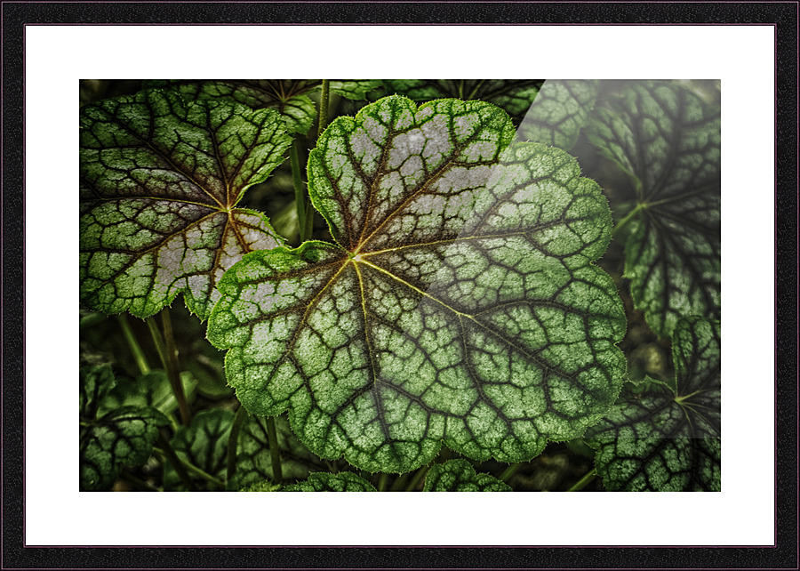 peek a boo Picture Frame print