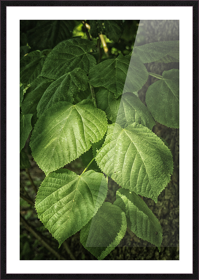 plant study Picture Frame print