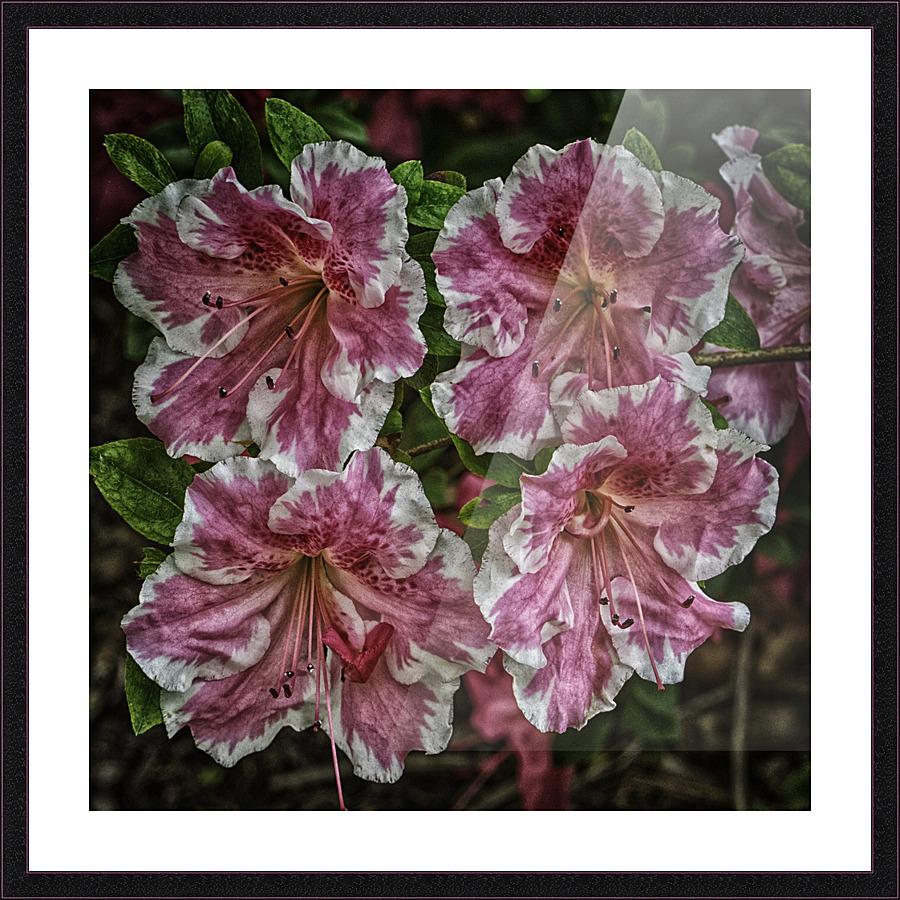 flowers Picture Frame print