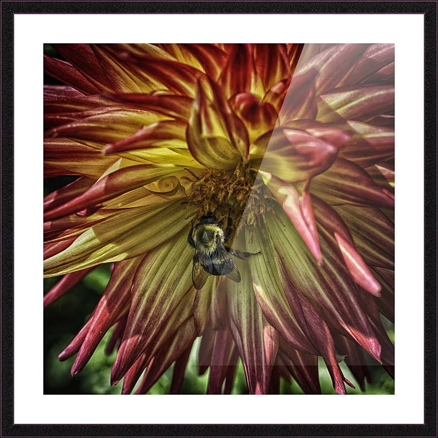 visitor three Picture Frame print
