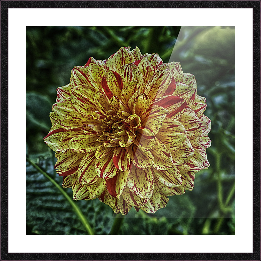 dahlia three Picture Frame print