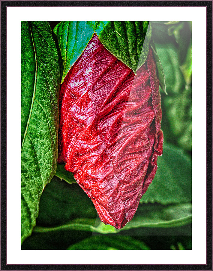 crysallis Picture Frame print