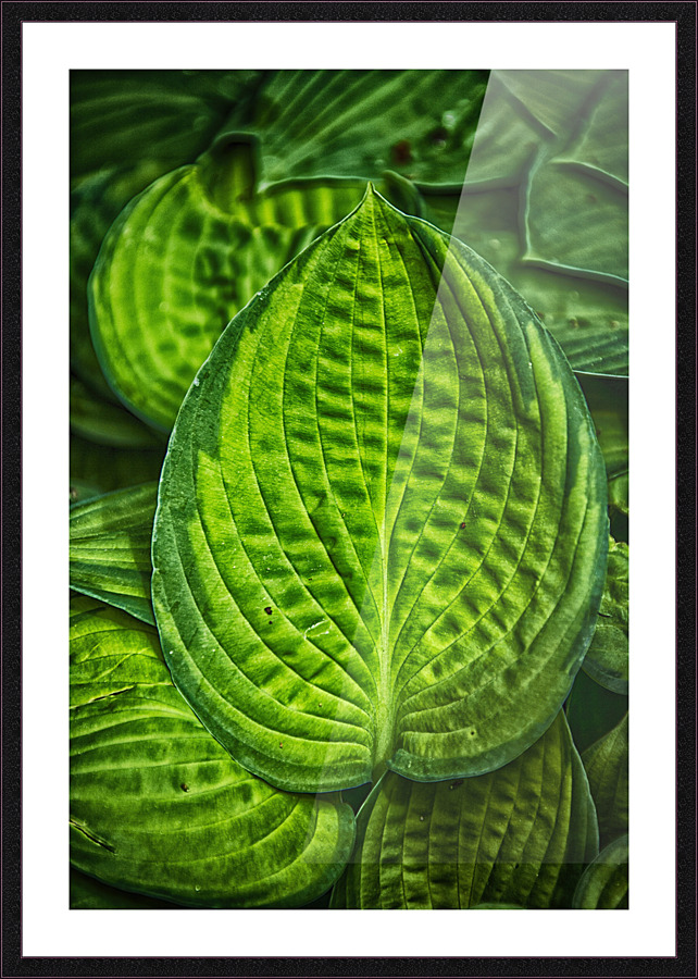 green leaves Picture Frame print