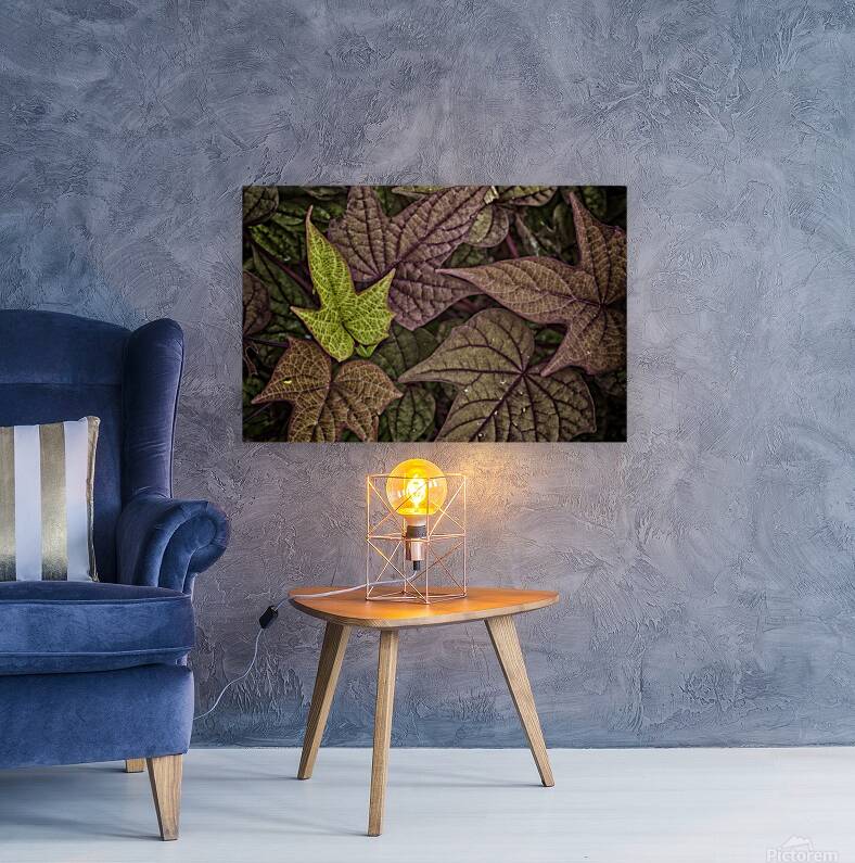 ivy Reproduction