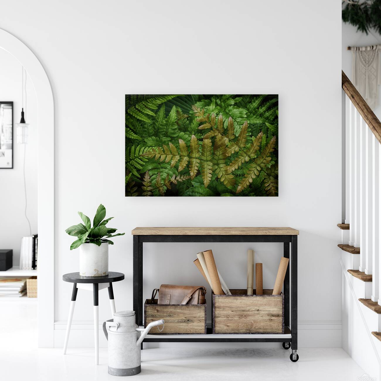 fern Reproduction
