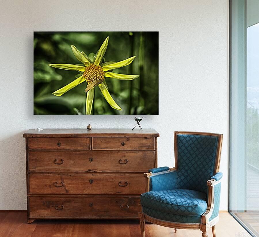 pinwheel Reproduction