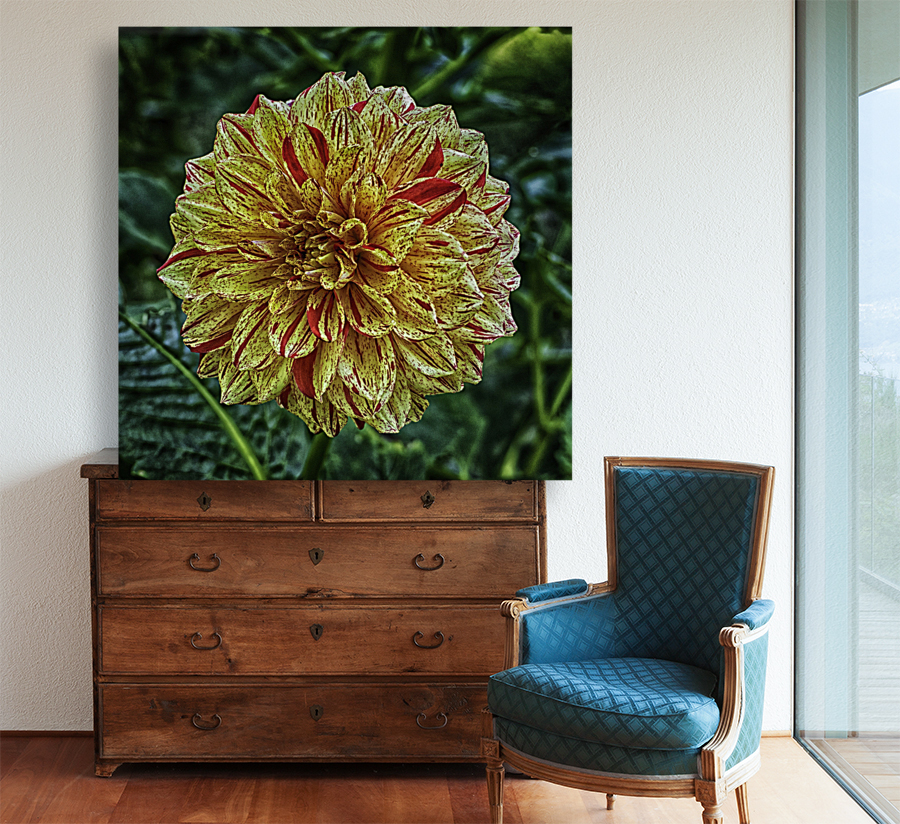 dahlia three Reproduction