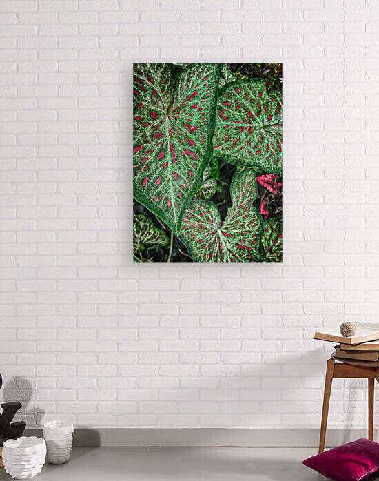 color leaves Reproduction